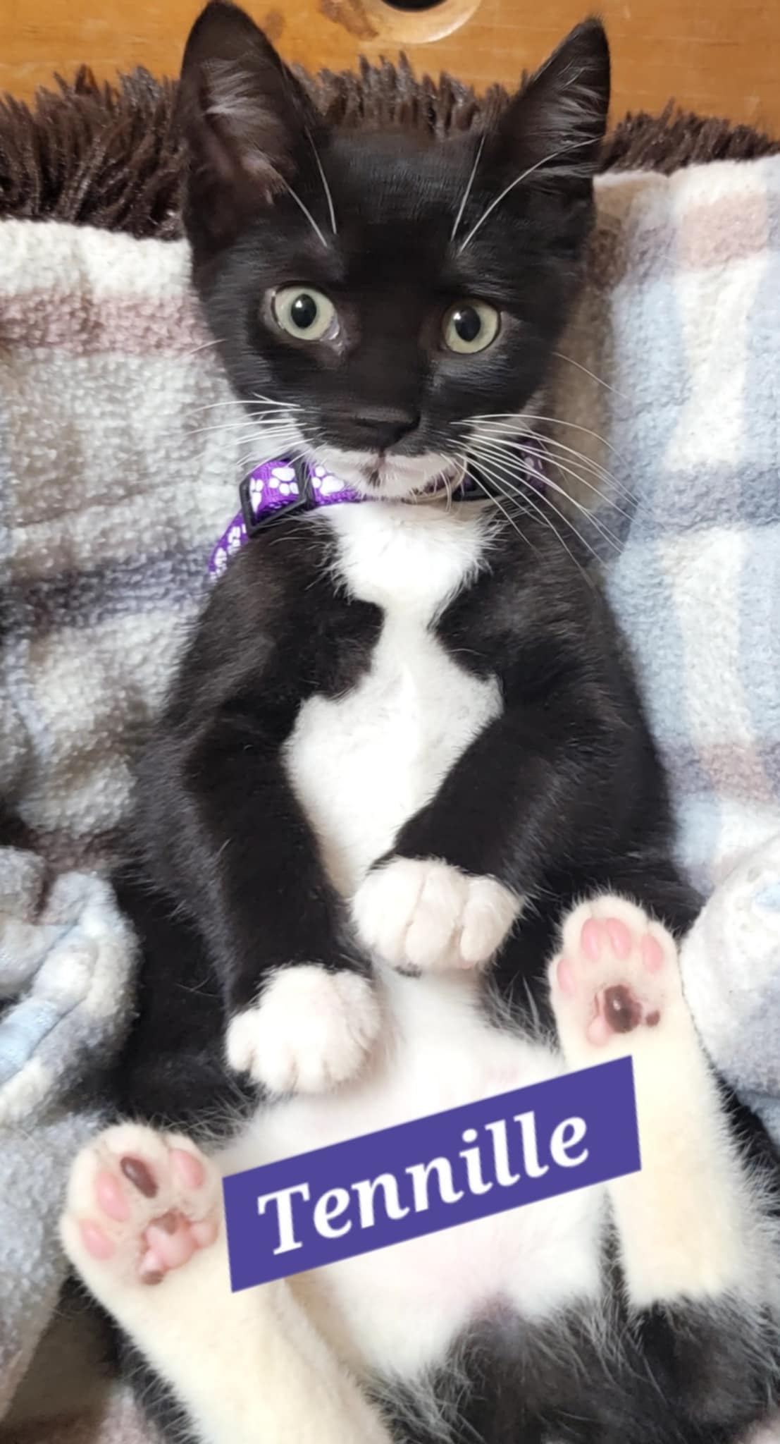 adoptable Cat in Ranson, WV named Tenille
