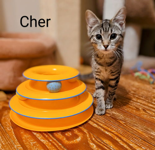 Cher