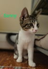 adoptable Cat in , WV named Sonny