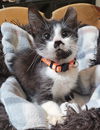adoptable Cat in , WV named Starsky