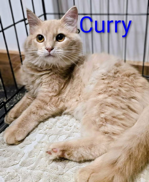 Curry
