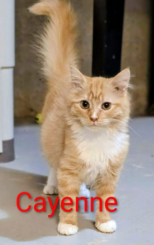 Cayenne