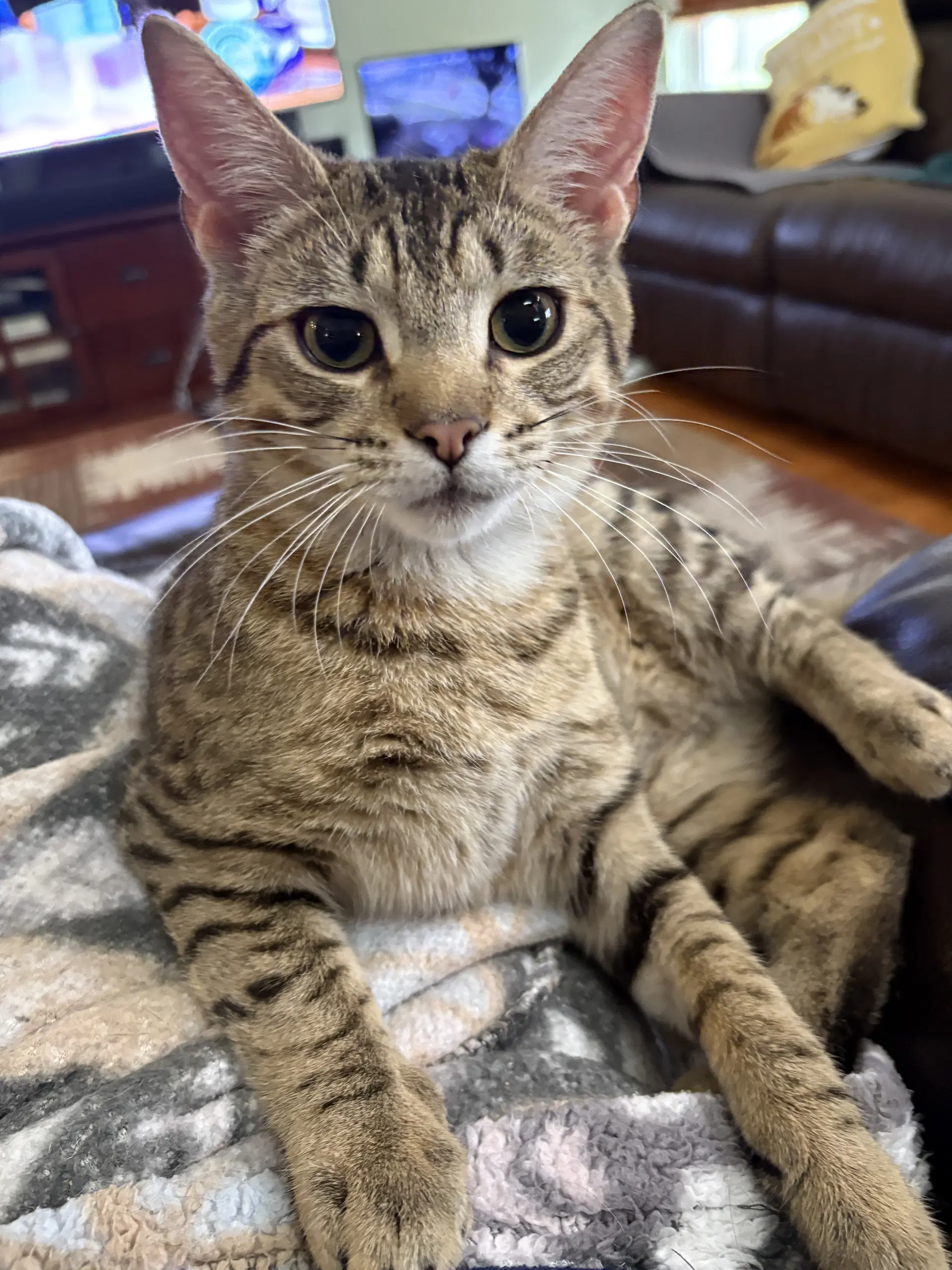 Toona - American Shorthair
