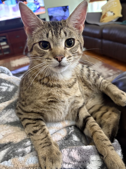 Toona, an adoptable Domestic Short Hair in Ranson, WV