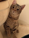 Toona