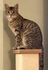 Toona