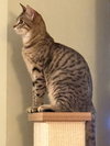 Toona