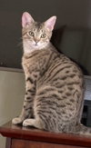Toona