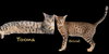Toona