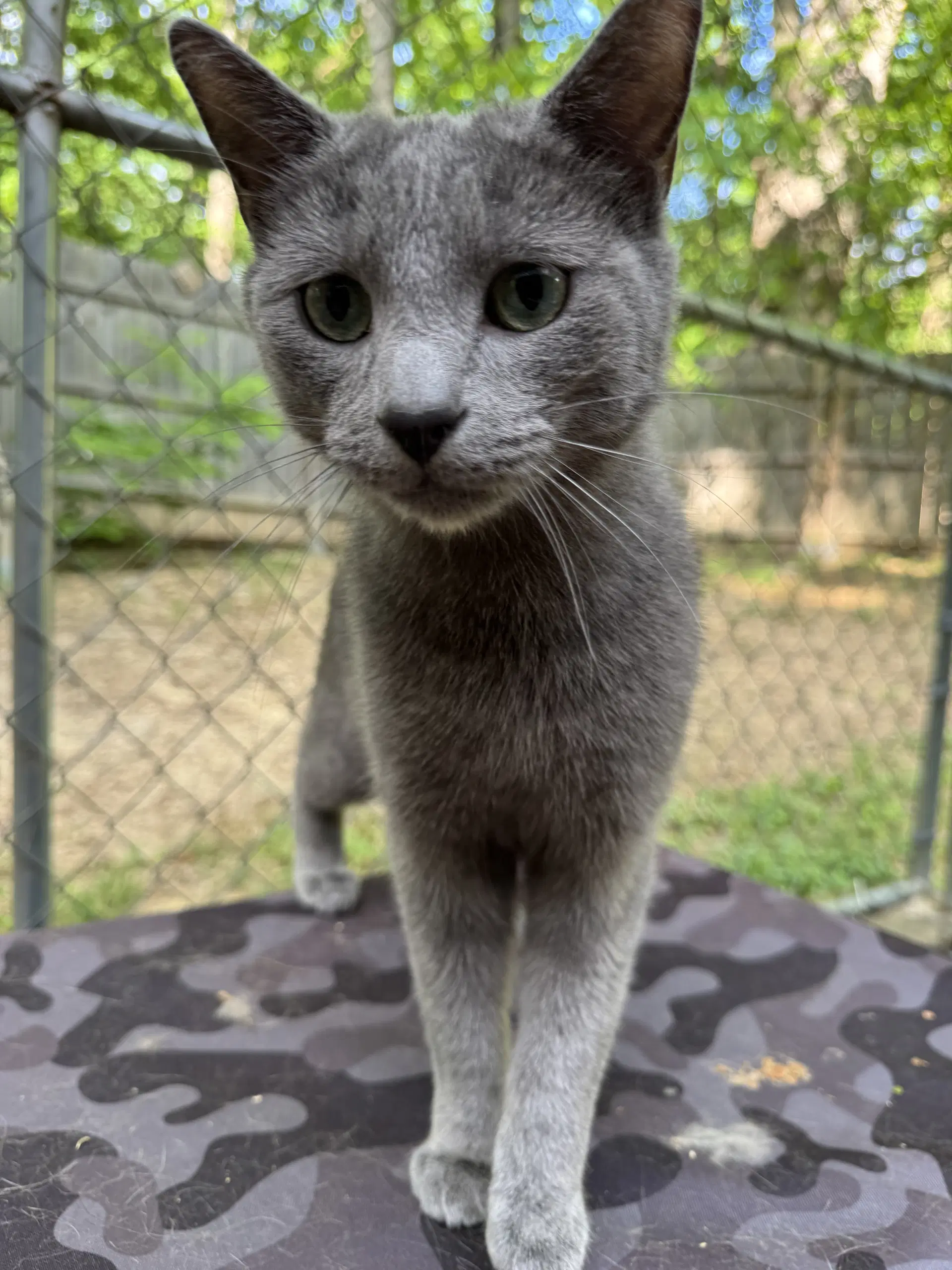 Mack - Domestic Short Hair