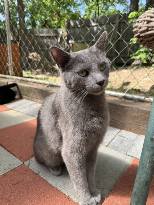 MACK - Domestic Short Hair available for adoption