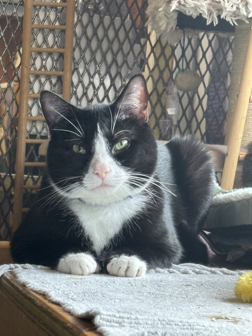 Hemingway, an adoptable Domestic Short Hair in Ranson, WV