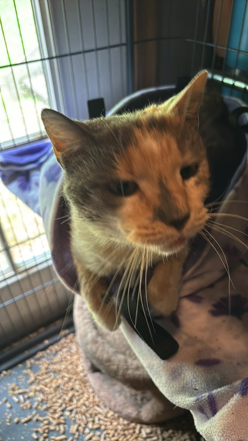 Gertrude, an adoptable Domestic Short Hair in Ranson, WV