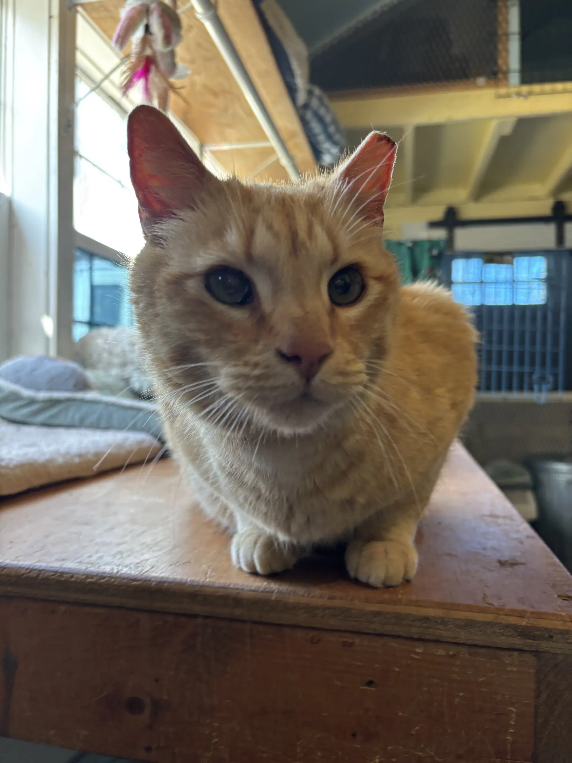 Cheddar - Domestic Short Hair