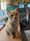 Cheddar