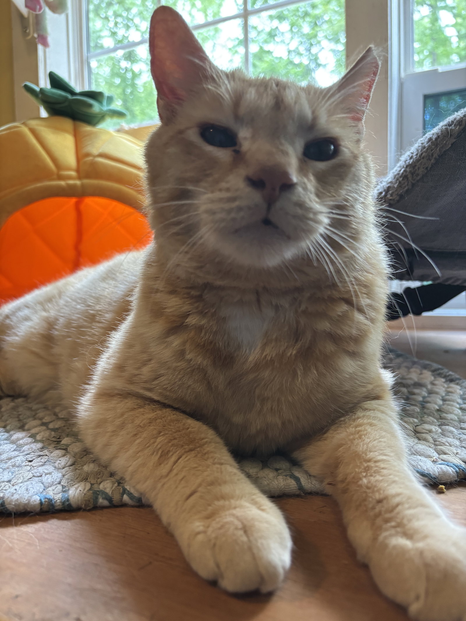 Cheddar, photo 5