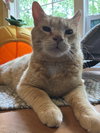 Cheddar