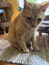 Cheddar