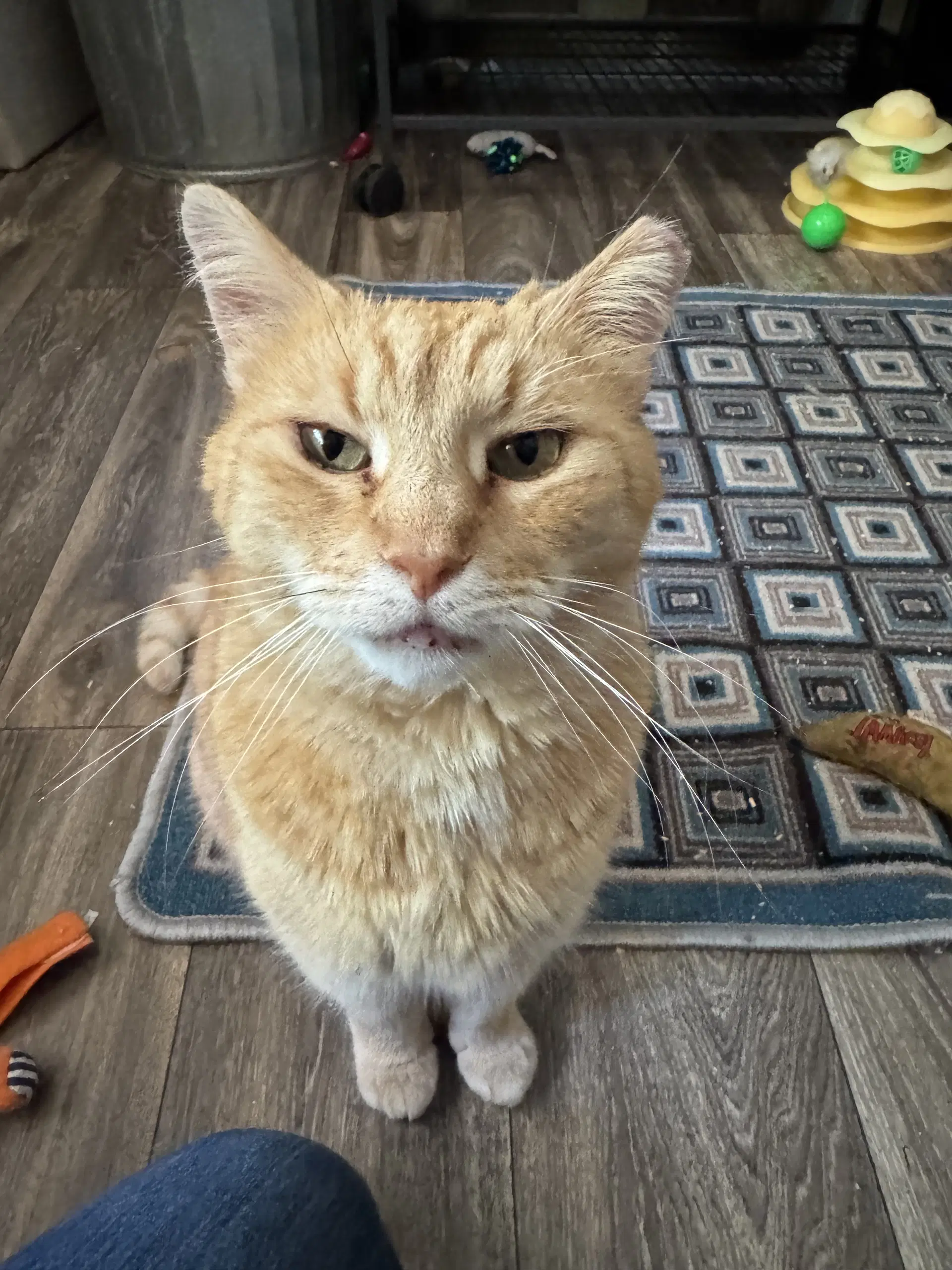 Mouse - Domestic Short Hair