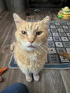 Mouse - Photo 1