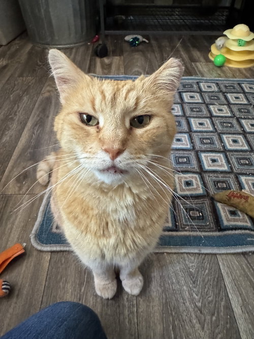 Mouse, an adoptable Domestic Short Hair in Ranson, WV
