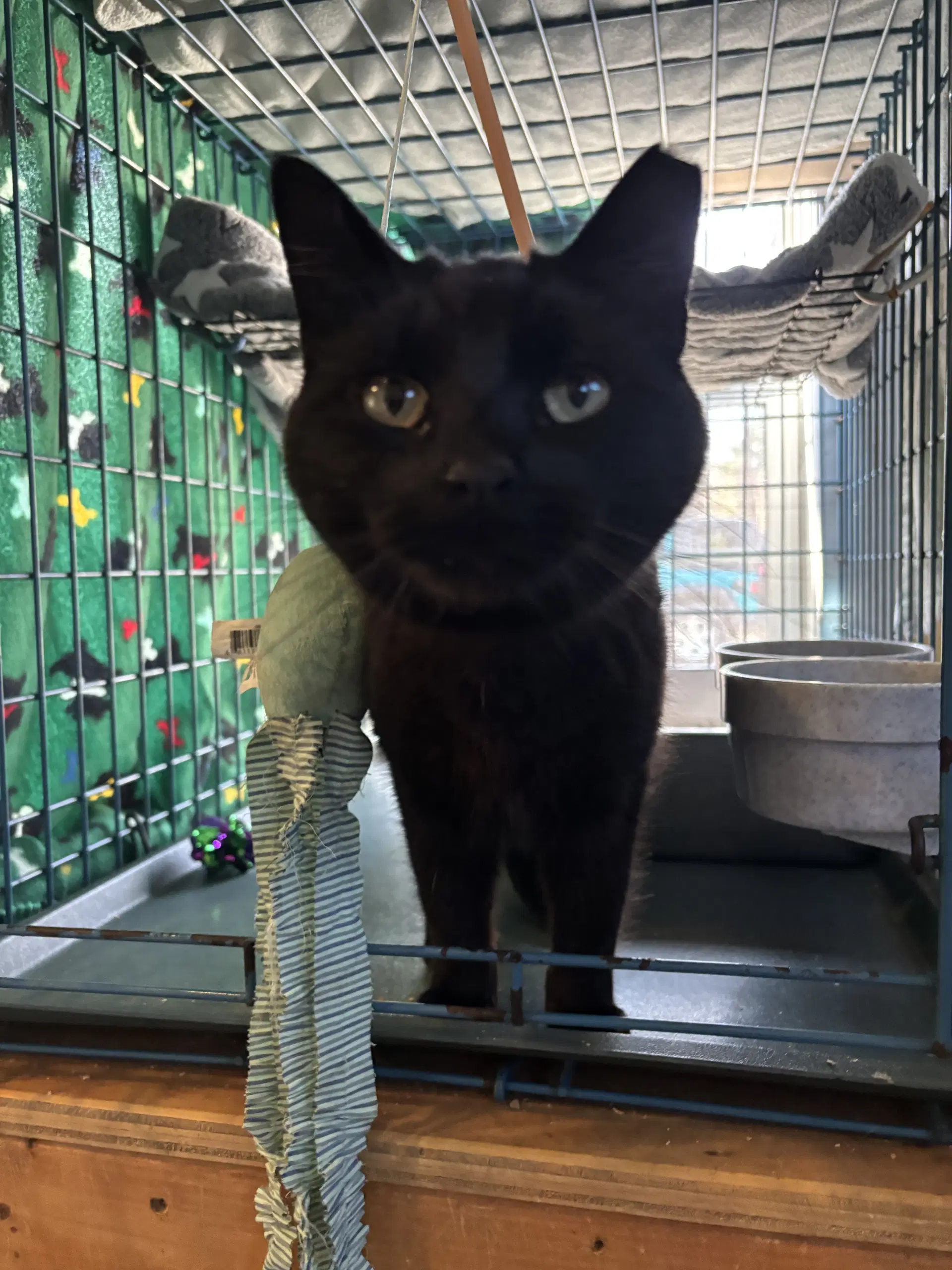 Meow - Domestic Short Hair