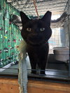 Meow - Photo 1