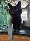 Meow - Photo 2