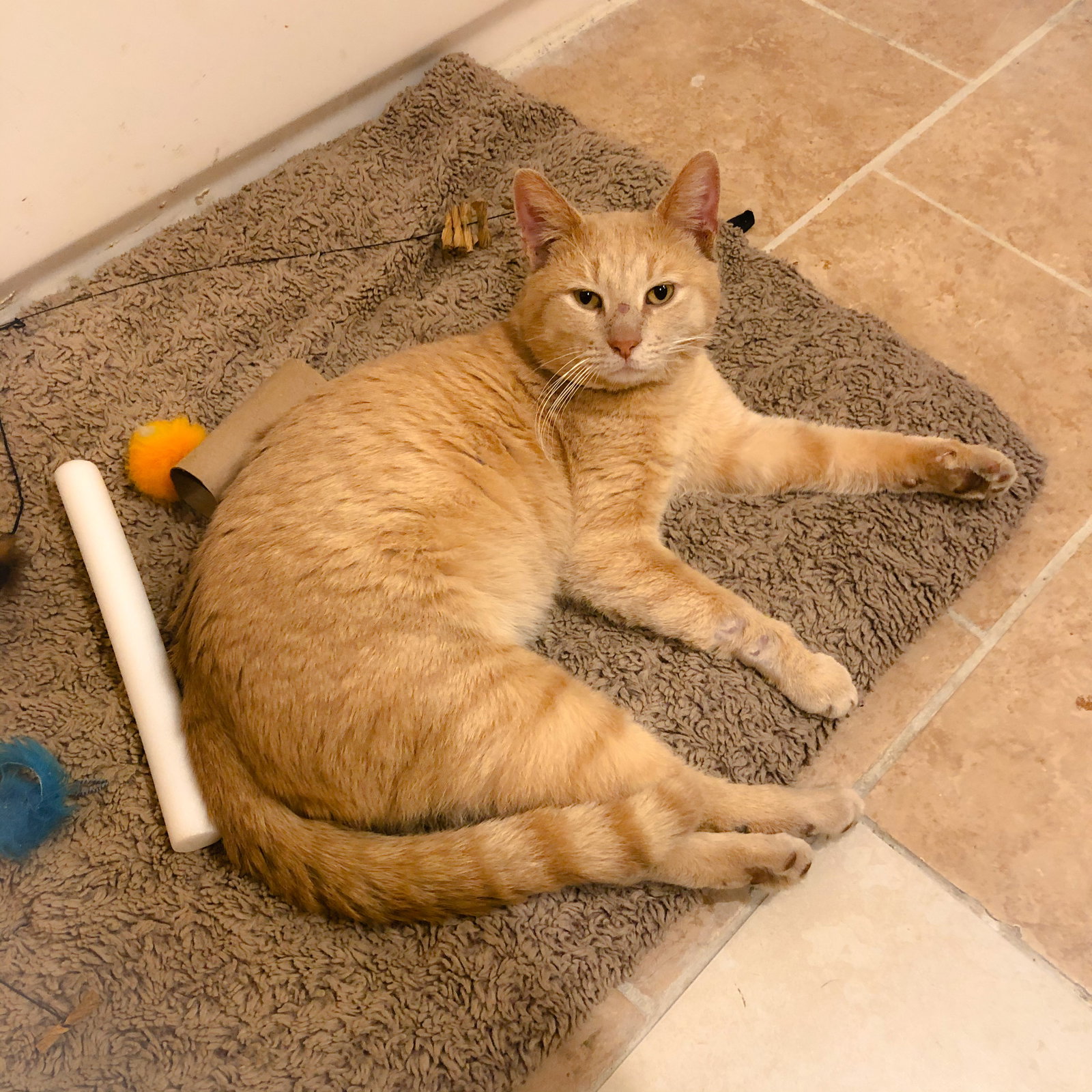 Cat adoption in Philadelphia, PA 19134: Domestic Medium Hair / Tabby Cat  "Amos"