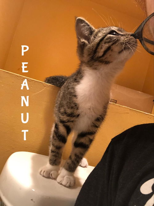 Peanut