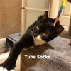 Tube Socks