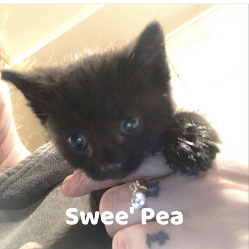 Swee' Pea