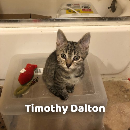 Timothy Dalton
