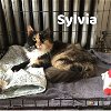 adoptable Cat in  named Sylvia