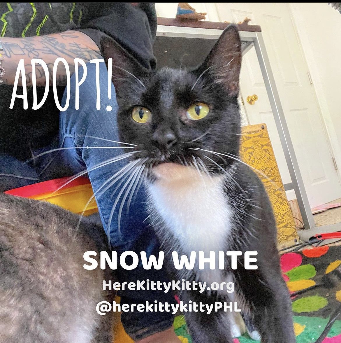 adoptable Cat in Philadelphia, PA named Snow White
