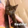 Bashful