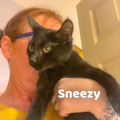 Sneezy