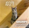 adoptable Cat in phila, PA named Grumpy
