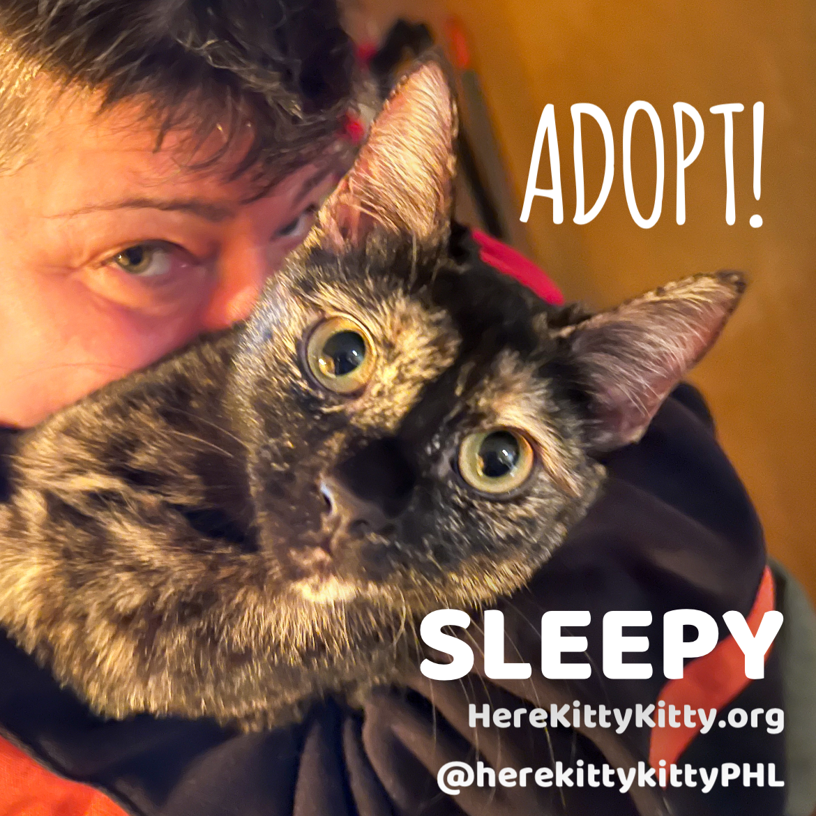 adoptable Cat in Philadelphia, PA named Sleepy