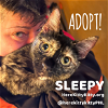 adoptable Cat in adel, IA named Sleepy