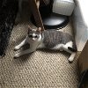 adoptable Cat in philadelphia, pa, PA named Betsy