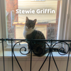 Stewie Griffin