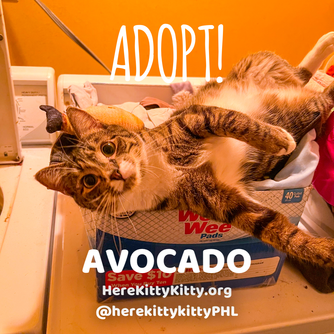 adoptable Cat in Philadelphia, PA named Avocado