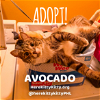 adoptable Cat in adel, IA named Avocado