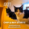 adoptable Cat in philadelphia, PA named Chips