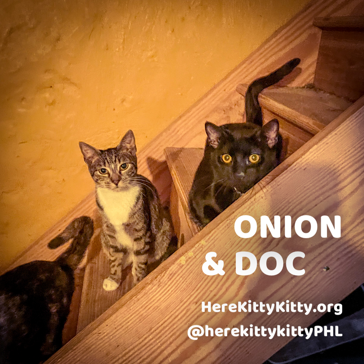 adoptable Cat in Philadelphia, PA named Onion