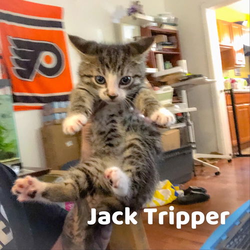 Jack Tripper