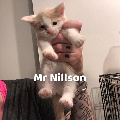 Mr Nillson