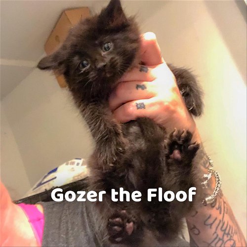 Gozer the Floof