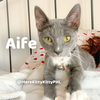 Aife